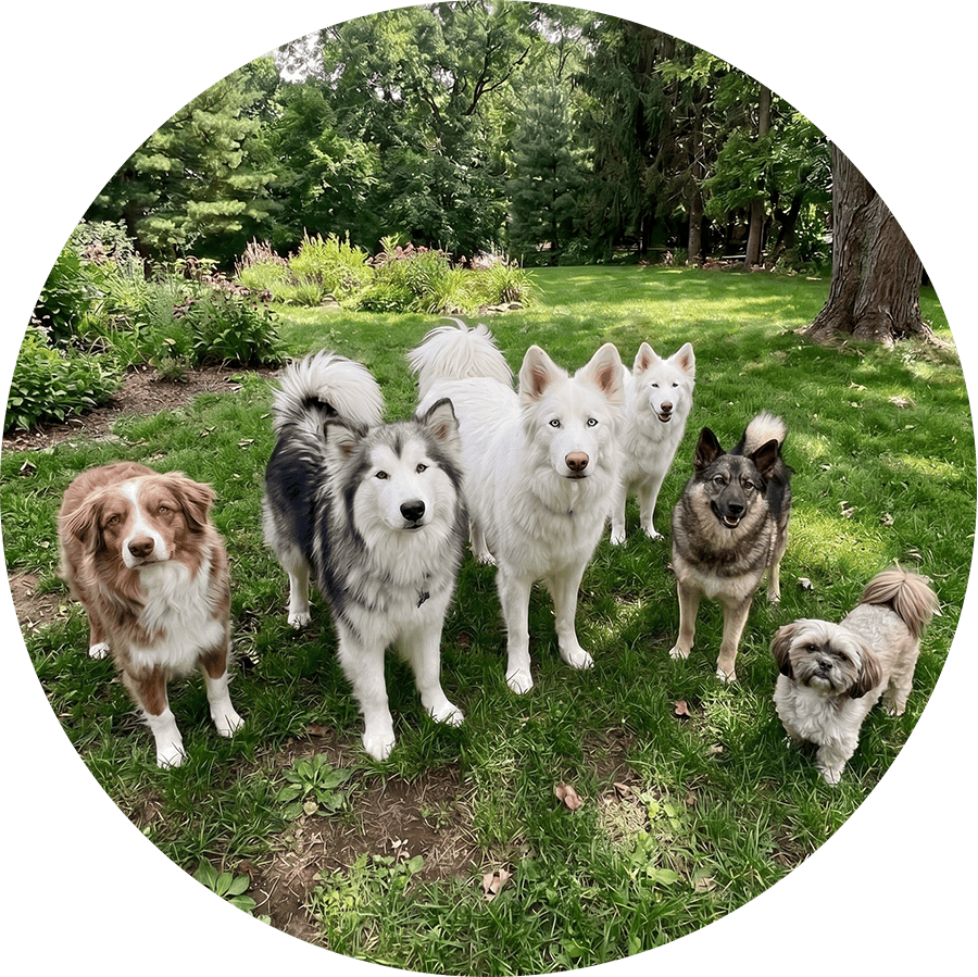An image of all of Lindsey's six dogs